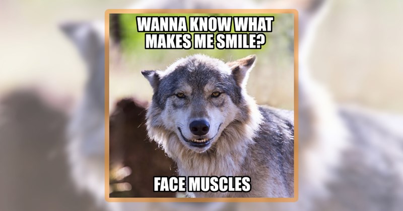 20 wolf memes | thumbnail includes one meme including 'WANNA KNOW WHAT MAKES ME SMILE? FACE MUSCLES'