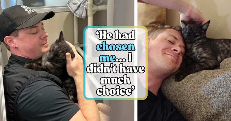 Story of professional dog boarder adopting a kitten | Thumbnail includes two pictures of a man holding a black tabby kitten, and one picture of text including '‘He had chosen me... I didn't have much choice’'