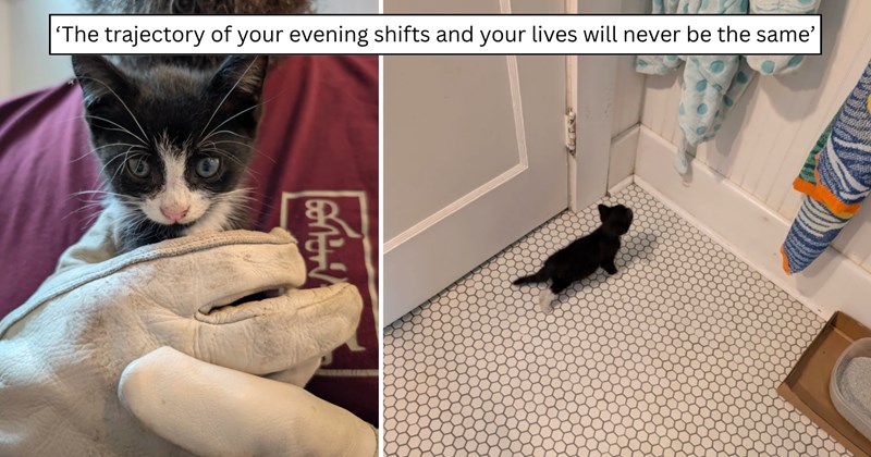 26 pictures of cats and text | thumbnail includes two pictures of cats and one picture of text including '‘The trajectory of your evening shifts and your lives will never be the same’' 