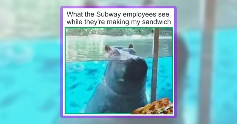 25 animal memes | thumbnail includes one meme including 'What the Subway employees see while they're making my sandwich'