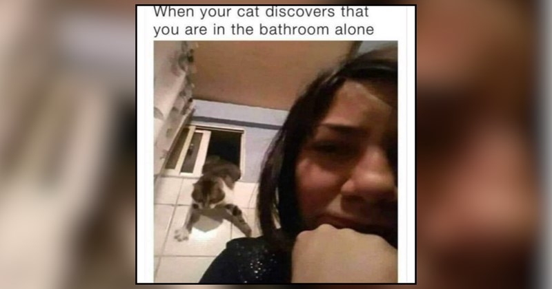 27 cat memes | thumbnail includes one meme and one picture of text including 'When your cat discovers that you are in the bathroom alone' 