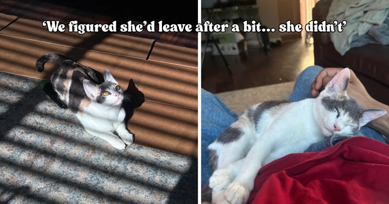 23 pictures of cats and text | thumbnail includes two pictures of cats and one picture of text including ''We figured she’d leave after a bit… she didn’t'' 