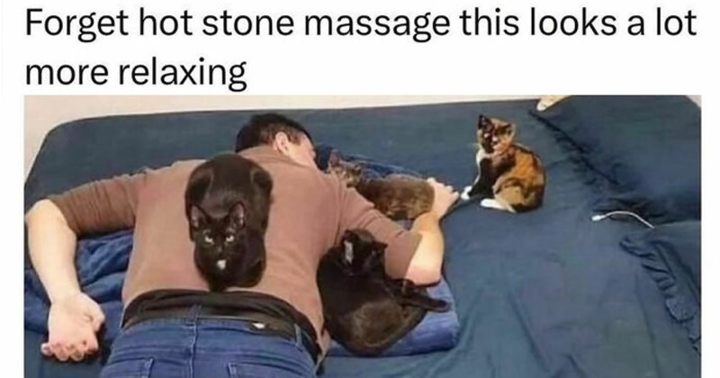 28 Sweet Feline Funnies Wake Up Soften the Blow Work Week | thumbnail includes one image which shows a man lying on bed on belly on cat lying on his back other cats lying around him ‘Forget hot stone massage this looks a lot more relaxing’