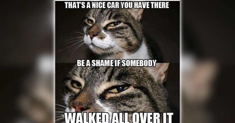 wholesome hilarious funny memes purrfect Memes cute cats funny cats feline hissterical funny felines Cats funny animals pawdorable cat memes Cats - 46411781
