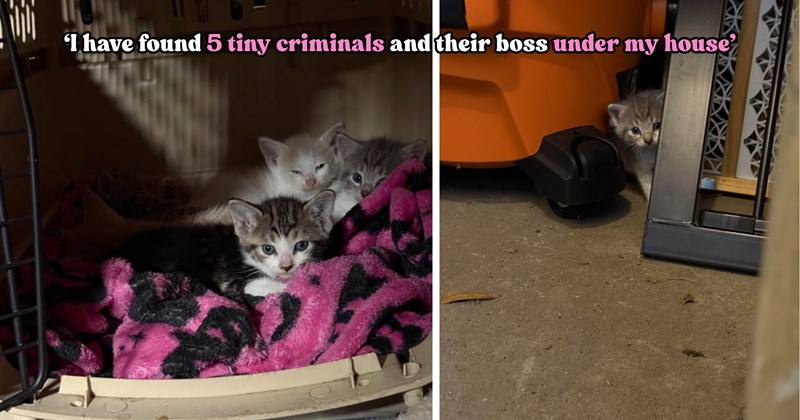 31 pictures of cats and text | thumbnail includes two pictures of cats and one picture of text including ''I have found 5 tiny criminals and their boss under my house'' 