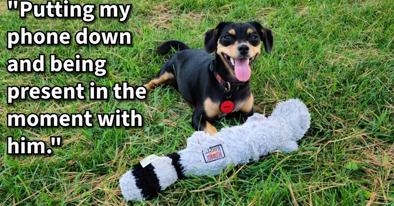 15 Pawdorable Ways Pupper Pawrents Unexpectedly Improved Dog’s Lives | thumbnail includes one image which shows a small black and brown dog lying in grass with gray tug toy ‘“Putting my phone down and being present in the moment with him.”’