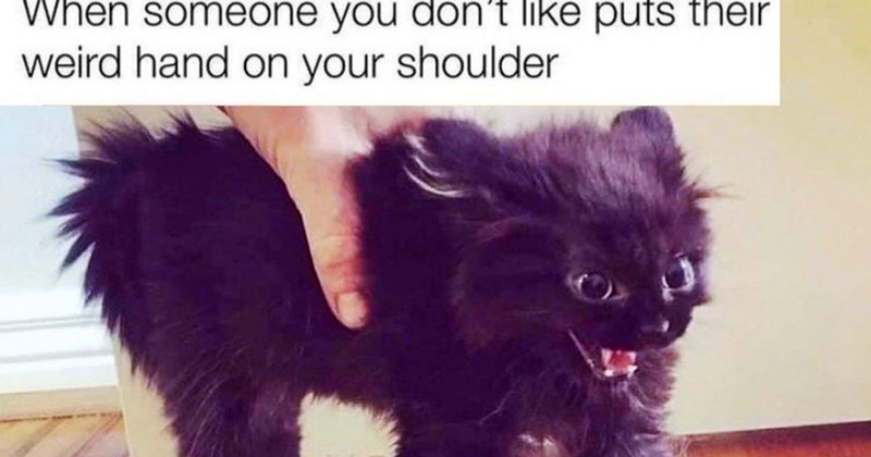 29 Scrungy Cat Memes When You’re Trying Convey Cute You’re Just too Cranky | thumbnail includes one image which shows a small black kitten hissing fur on edge being held by hand ‘When someone you don’t like puts their weird hand on your shoulder’