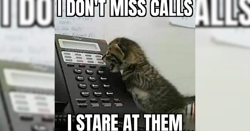 32 Feline Funnies Share With Your Cat Loving Colleagues Instead Morning Meeting | thumbnail includes one image which shows a tabby kitten yelling at a desk phone ‘I DONT MISS CALLS’ ‘I STARE AT THEM’