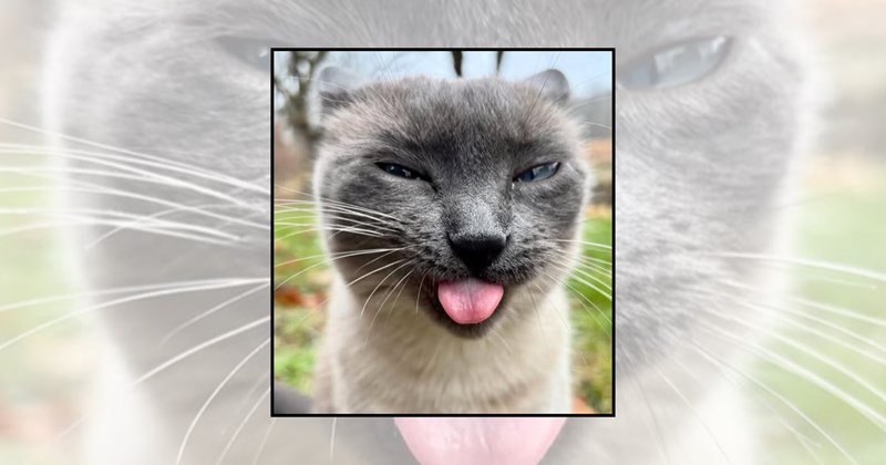 Cats funny cat memes silly cats wholesome cats adorable cats goofy cats cat pictures blep cats funny cats cat tongues cat memes cat lovers - 46417925