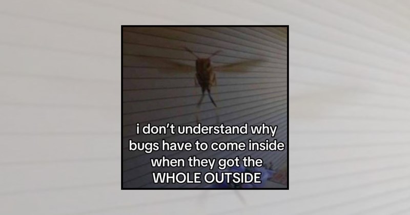 insects funny bugs bugs insect lovers relatable memes insect memes bug memes funny animal memes animal memes nature memes Animals summer insects summer bugs - 46420741