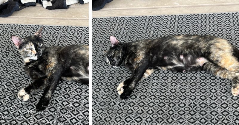 After learning tortie cats are almost always female, couple who finds lingering stray understand she's actually pregnant and looking for a safe place to have her kittens, so they save her and her babies from the heat