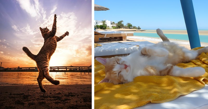 29 pictures of cats at the beach | Thumbnail includes two pictures of cats at the beach 