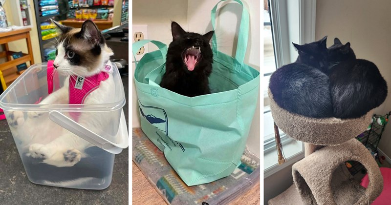 pictures of cats sitting in small places | thumbnail includes three pictures including a black cat screaming in a bag and two black cats lying on a cat tree together a cat in a vest sitting in a clear box
