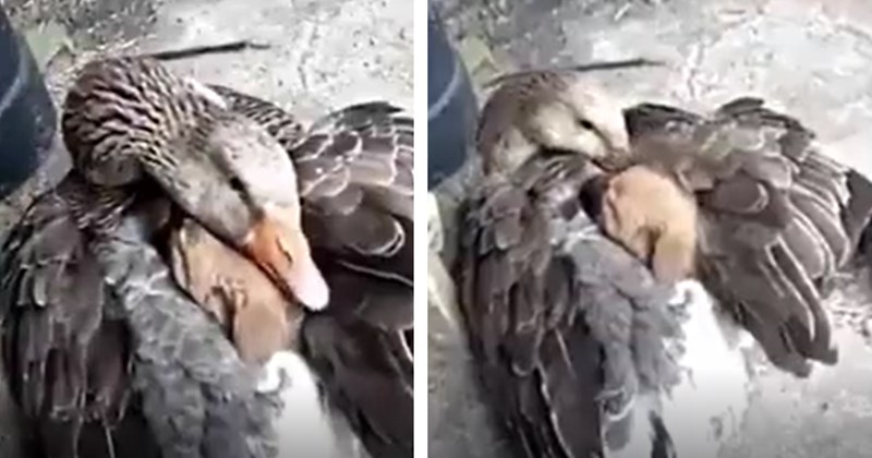 Abandoned puppy who had nowhere safe to call home finally finds love and protection in the most unexpected place: a mother goose's wings 