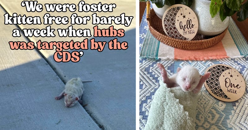 Story of 1-week-old kitten 'Bubbles' rescue | Thumbnail includes one picture of a baby kitten on the sidewalk including '‘We were foster kitten free for barely a week when hubs was targeted by the CDS’', and one picture of a swaddled kitten including 'hello I'M NEW One WEEK'
