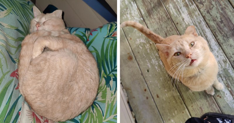 'What should I do with this dude?': Sufficiently plump orange shows up on porch for family who just got a third kitten, mom of the house finally approves to make him furrever part of the family