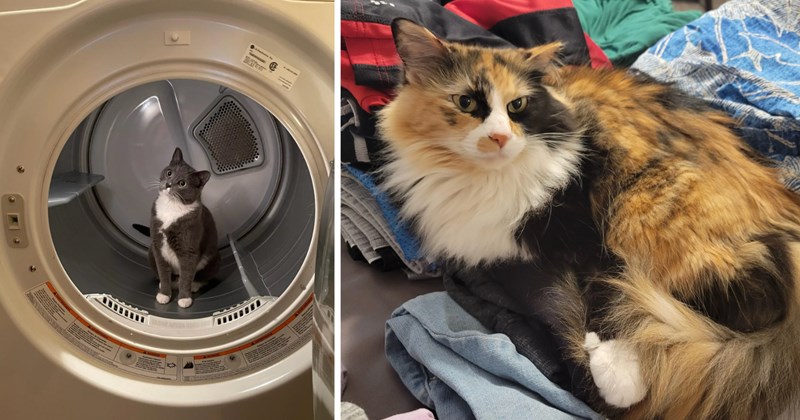 30 cat pictures | thumbnail includes two pictures of cats 