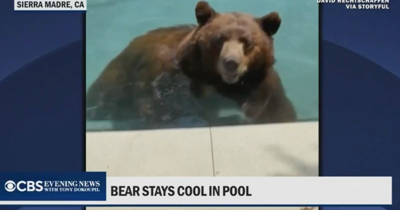 Video and comments on video of bear swimming in backyard pool | Thumbnail includes one picture of a news clip of a bear in a pool including 'SIERRA MADRE, CA DAVID RECHTSCHAFFEN VIA STORYFUL OCBS WITH TONY DOKOUPIL EVENING NEWS BEAR STAYS COOL IN POOL'