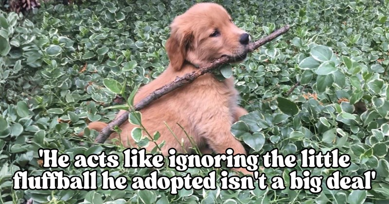 Story of golden retriever puppy adoption and relationship drama | Thumbnail includes one picture of a golden retriever puppy in greenery including ''He acts like ignoring the little fluffball he adopted isn't a big deal''