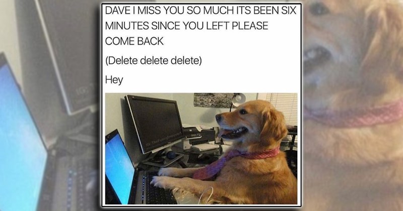humor wholesome dogs pet parents fur family pets puppies doggo comedy funny animals Doggos - 46431493