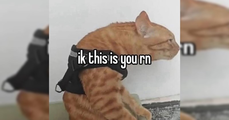 Memes of Both the Animal-Based and Random Variety