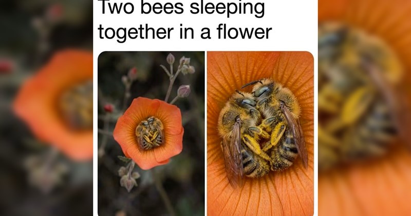 The Best Heartwarmingly Wholesome Memes and Posts of the Week