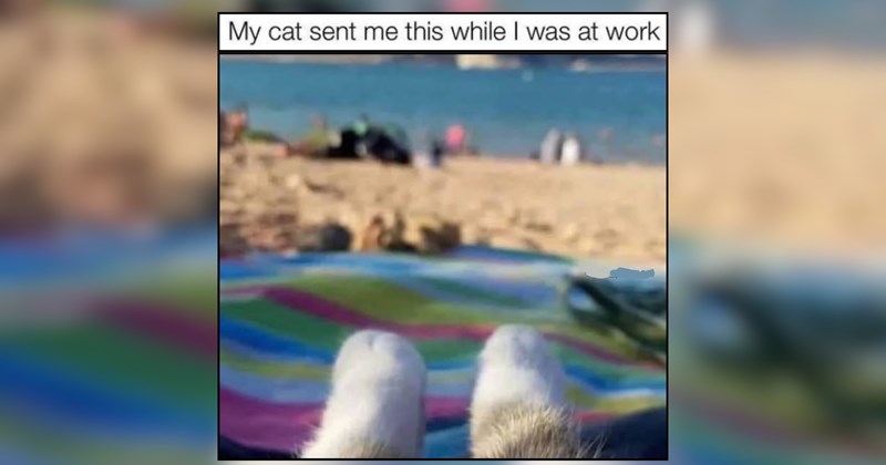 25 Saturday Summer Sweet Kitties Cruising Through Life's Waves 