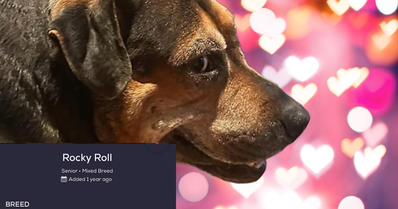 28 Pet Adoption Posts Pull Your Heart String When You’ve Become Numb From Work Week | thumbnail includes one image which shows a brown and black dog looking over should smiling on hearts background ‘Rock Roll’ ‘Senior Mixed Breed’ ‘Added 1 year ago’