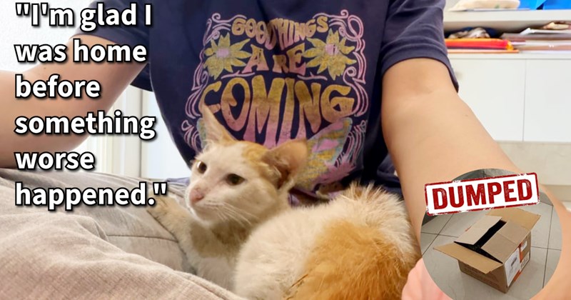 Kitten dumped outside door in box becomes 3rd cat saved by same rescuer, but with small rescue already overbooked, finding kitten home becomes hard task: ‘If had nickel every time someone left kitten outside my door, have three.’ | thumbnail includes one image which shows a white and orange kitten curled up in the lap of a person and a open cardboard box on floor ‘“I’m glad I was home before something worse happened.”’