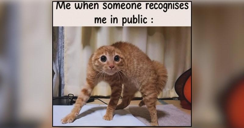 29 cat memes | thumbnail includes one meme and one picture of text including 'Me when someone recognises me in public:' 