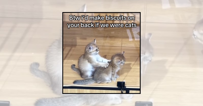 wholesome cats kneading feline bakery cats making biscuits kneading cats cat pictures funny cat pictures cat behavior cute cats cute cat pictures cat lovers Cats - 46440965