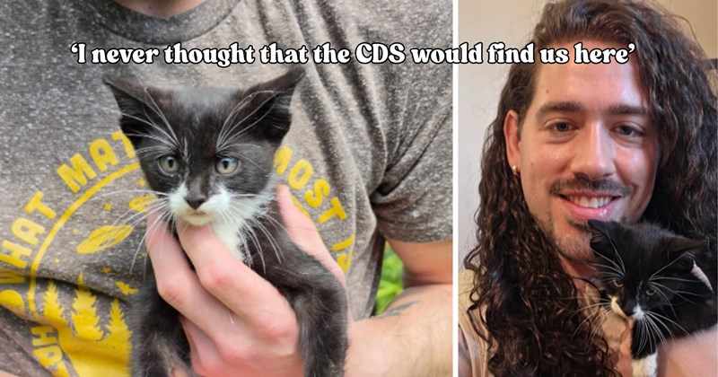 21 pictures of cats and text | thumbnail includes two pictures of cats and one picture of text including '‘I never thought that the CDS would find us here’' 