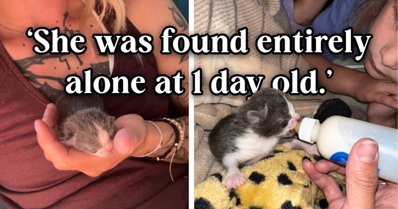 20 text pictures, 5 kitten pictures, 1 cat picture | thumbnail includes two pictures of a kitten, and ‘She was found entirely alone at 1 day old.’