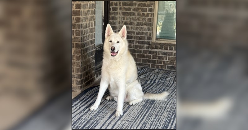 In the midst of a painful divorce, woman gets to keep her German Shepherd soulmate, prompting fellow pet parents to share stories of love through loss