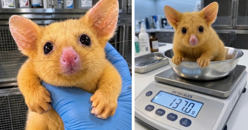 Story of baby golden bushtail possum rescue | Thumbnail includes two pictures of a baby golden bushtail possum from Australia
