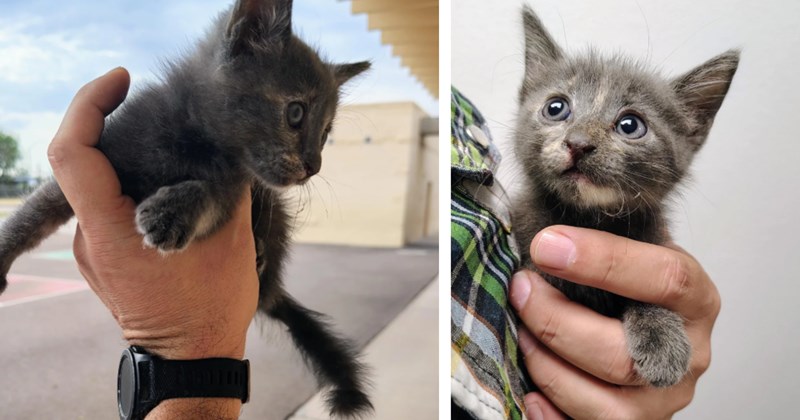 'I heard screaming from the boy's bathroom': Elementary school teacher finds scared kitten and takes her home, her Pitbull puppy and chihuahuas kindly take her in as their own