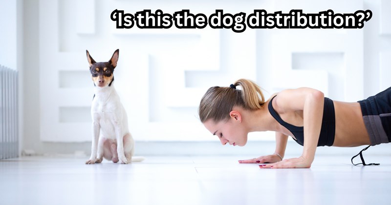 'Please become a dog person': Happy canine follows "cat person" on walk to and from gym everyday, she's encouraged to take dog distribution's bait and adopt 