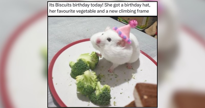 21 Happy Birthday Animal Memes Just in Case It's Your Birthday 