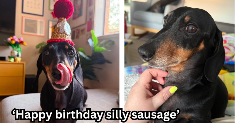 Naughty dachshund gets into chocolate on the eve of his 10th birthday, after a vet scare, relieved owners take him home in one piece to properly celebrate: 'Do dachshund's ever learn?' 