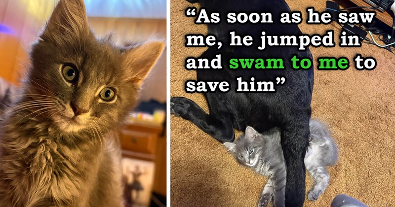 story about a cute kitten swimming across a ditch to get adopted by a person on a walk with their dog | thumbnail includes two pictures including a gray kitten and a kitten lying beneath the tail of a large dog 'as soon as he saw me he jumped in and swam to me to save him'