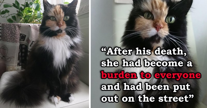 story about someone rescuing and adopting a senior cat that was thrown to the streets by its previous owner's family | thumbnail includes two pictures of a fluffy cat 'after his d**th, she had become a burden to everyone and had been put out on the street'