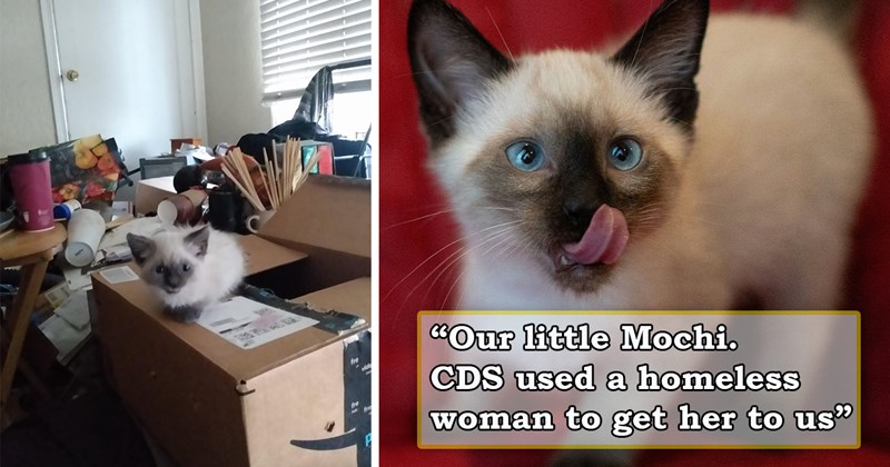 story about a homeless woman handing a kitten she rescued to a cat owner and the cat owner adopting her | thumbnail includes two pictures of a Siamese kitten 'Our little Mochi. CDS ued a homeless woman to get her to us'