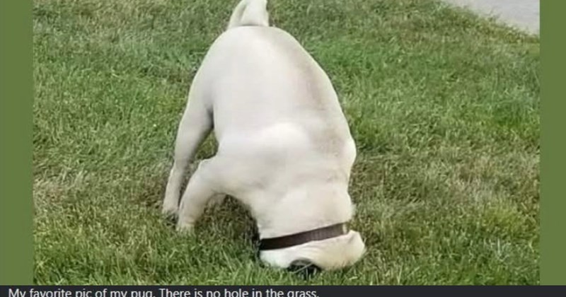 28 Howlsome Dog Memes to Give You All Fuzzy Feels When Your Week Has Been Weird | thumbnail includes one image which shows a pug with its face in grass ‘My favorite pic of my pig. There is no hole in the grass.’