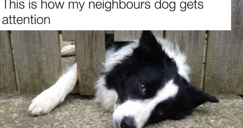 28 Delightful Dog Memes Tickle Your Heart Strings Help You Have Happy Weekend | thumbnail includes one image which shows a black and white dog lying on side head poking through hole in wooden fence ‘This is how my neighbors dog gets attention’
