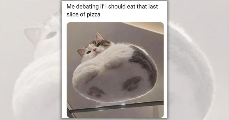 26 cat memes | Thumbnail includes one meme including 'Me debating if I should eat that last slice of pizza'