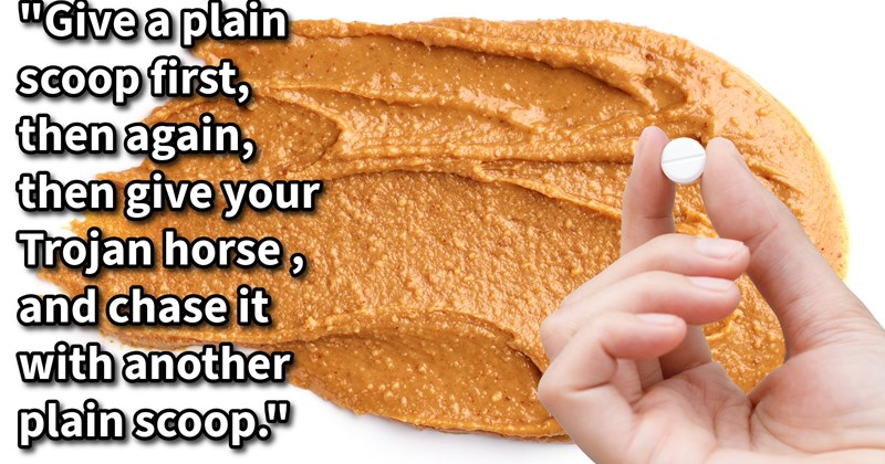 16 Culinary Hacks Con Your Canine into  Getting Daily Dose Whatever Dogtor Ordered | thumbnail includes one image which shows a slab of peanut butter and a hand holding a pill ‘“Give a plain scoop first, then again, then give your Trojan horse, and chase it with another plain scoop.”’
