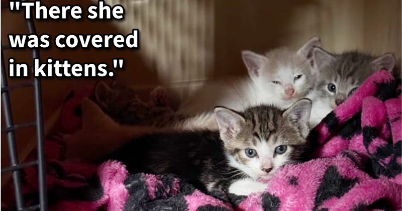 Who knew a dog could bring you cats?