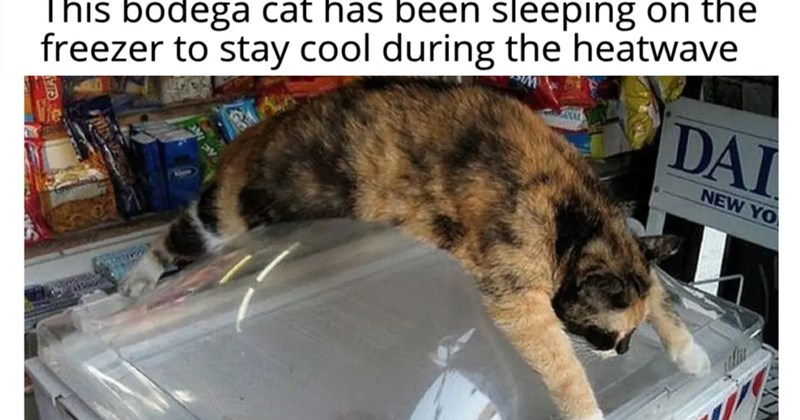 28 Cute Cat Memes Help You Cool Down After Week Being Hot and Bothered| thumbnail includes one image which shows a calico cat stretched out over an ice cream fridge in a bodega ‘This bodega cat has been sleeping on the freezer to stay cool during the heatwave’