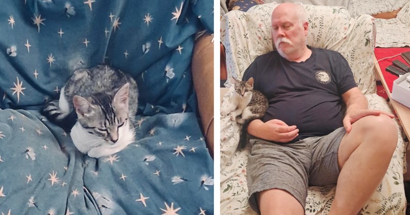 'Unless a cat comes and 'adopts us,' I don’t see us getting a cat': Repair man has door wide open for kitten to wander inside and plop on guy's lap right after his wife hoped for a kitty, showing CDS responds to those who ask