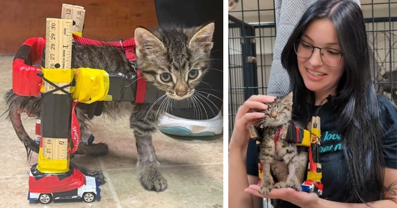 Story of Gelato, a rescue kitten who got a homemade wheelchair from the vet caring for him | Thumbnail includes one picture of a kitten in a homemade wheelchair, and one picture of a veterinarian holding a kitten with a homemade wheelchair